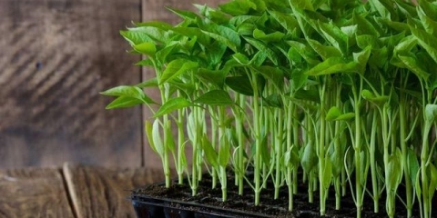 Šta učiniti ako su sadnice prerasle